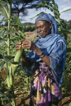 Woman checking  maize crop.