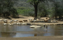 Samburu boys with cattle herd.