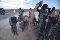 Settled nomad women and children winnowing rice crop.