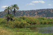 Landscape with lakeside palms and vegetation and hillside beyond.
