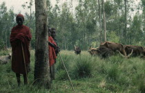 Hutu children and cattle herd.