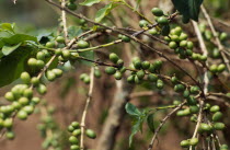 Coffee growing near the border with Rwanda.  Principal cash crop of Burundi.
