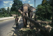 Working elephant with handlers on road near Kandy.