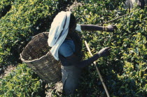 Tamil women working in tea plantation  handpicking leaves to be placed in basket carried on her back.