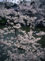 Chidorigafuchi Park.  Boaters on lake beneath cherry blossom at Tayasu-mon gate on the north side of the Imperial Palace part seen behind.