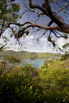 Port Elizabeth in Admiralty Bay with moored yachts and hillside houses seen through trees with orchids and cactus