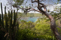 Port Elizabeth in Admiralty Bay with moored yachts and hillside houses seen through trees with orchids and cactus