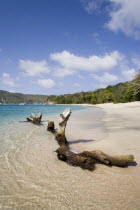 Driftwood on Princess Margaret beach