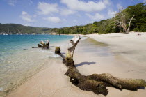 Driftwood on Princess Margaret beach