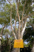 Warning sign on poisonous Manchineel tree on Princess Margaret beach