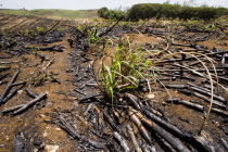 New sugar cane crop sprouting after harvest and burning of old crop at the Jacobean plantation house of St Nicholas Abbey