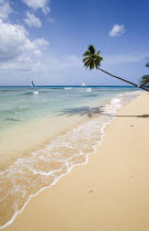 Single coconut palm tree on Turtle BeachBarbadian Beaches Resort Sand Sandy Seaside Shore Tourism West Indies One individual Solo Lone Solitary 1 Scenic Single unitary Barbadian Beaches Resort Sand...