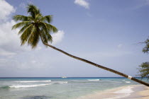 Single coconut palm tree on Turtle Beach