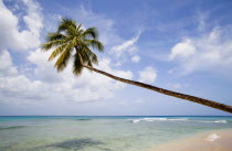 Single coconut palm tree on Turtle BeachBarbadian Beaches Resort Sand Sandy Seaside Shore Tourism West Indies One individual Solo Lone Solitary Scenic Barbadian Beaches Resort Sand Sandy Seaside Sho...