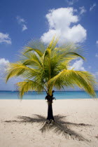 Coconut palm tree on Sandy Lane BeachBarbadian Beaches Resort Seaside Shore Tourism West Indies Scenic Barbadian Beaches Resort Seaside Shore Tourism West Indies Scenic