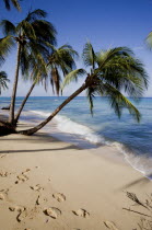 Coconut palm trees growing over the water at Turtle BeachBarbadian Beaches Resort Sand Sandy Seaside Shore Tourism West Indies Scenic Barbadian Beaches Resort Sand Sandy Seaside Shore Tourism West I...