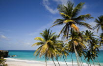 Coconut palm trees on the beach at Bottom BayBarbadian Beaches Resort Sand Sandy Seaside Shore Tourism West Indies Scenic Barbadian Beaches Resort Sand Sandy Seaside Shore Tourism West Indies Scenic