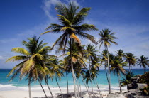 Coconut palm trees on the beach at Bottom BayBarbadian Beaches Resort Sand Sandy Seaside Shore Tourism West Indies Scenic Barbadian Beaches Resort Sand Sandy Seaside Shore Tourism West Indies Scenic
