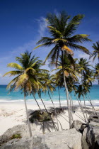 Coconut palm trees on the beach at Bottom BayBarbadian Beaches Resort Sand Sandy Seaside Shore Tourism West Indies Scenic Barbadian Beaches Resort Sand Sandy Seaside Shore Tourism West Indies Scenic