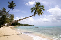 Coconut palm trees onTurtle Bay beach