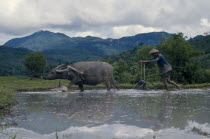 Man ploughing paddy field with a water buffalo.