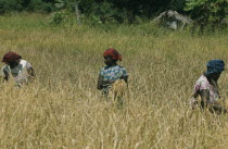 Women working in paddy field.Unguja Zanzibar