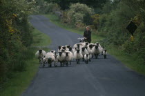 Small flock of black faced sheep and lambs being herded along country lane by shepherd with bicycle.Eire Republic Eire Republic Eire Republic Eire Republic Eire Republic