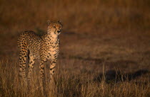 Single cheetah standing on grassland plains.Acinonyx jubatus