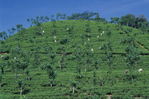 Tamil women picking tea on plantation hillside.