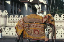 Perahera Buddhist festival procession.  Elephant wearing decorative batik cloth.