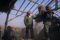 Harvesting flood damaged rice crop.