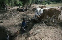 Karamojong cattle herd being watered at wells dug into dry river bed.  Pastoral tribe of the Plains Nilotes group related to the Masi