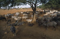 Herd of cattle and buffaloes resting in the shade of a tree