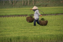 Woman walking across rice paddy carrying rice seedlings in baskets on a pole over her shoulder
