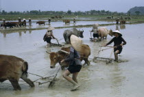 Harrowing rice paddies in preparation for planting seedlings