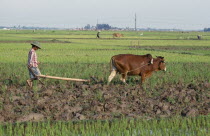 Farmer ploughing field with ox