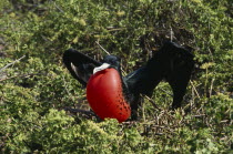 Male Frigate bird sitting among bushes