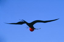 Male Frigate bird flying through blue sky