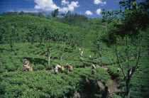 Tamil women picking tea