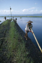 People propelling floating gardens through water using bamboo poles.Burma Myanmar