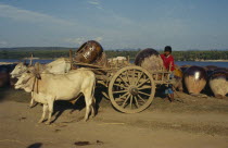 Young man using ox drawn cart to transport large pots.Burma Myanmar