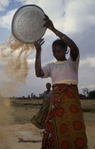 Gertrude winnowing rice waste she collects from mill.  Whole grains that slip through are sold and the broken grains eaten.See Oxfam case study