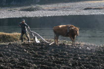 Ploughing rice field using bullock drawn plough