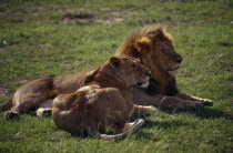 Pair of lions lying together