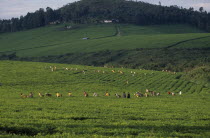 View over tea plantation with workers in a field.