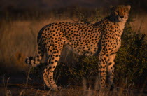 Standing Cheetah in evening light in Namibia.