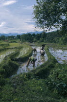 People working in paddy fields.