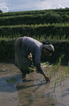 Woman planting rice seedlings in paddy
