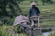 Ploughing rice paddy with water buffalo