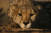 Face on portrait of a Cheetah   Acinonyx jubatus   lying down in the grass with its chin on the ground.